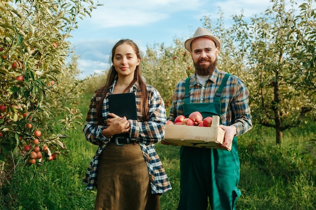 Uomo e donna famiglia di agricoltori nel frutteto con una cassa piena di mele rosse e tavoletta digitale