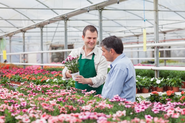 Uomo e impiegato che esaminano i fiori in serra