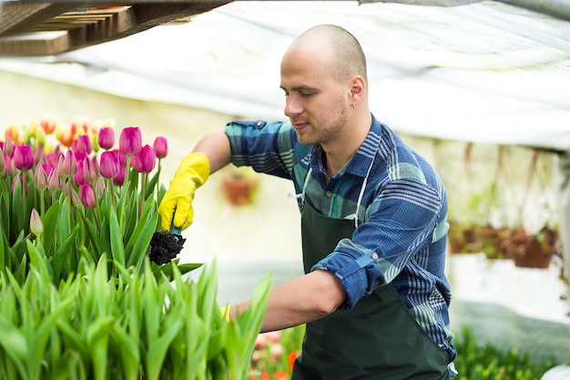 Uomo giardiniere con attrezzi da giardino in serraFiorai uomo che lavora con i fiori in una serra Primavera un sacco di tulipaniconcetto di fioriColtivazione industriale di fiori