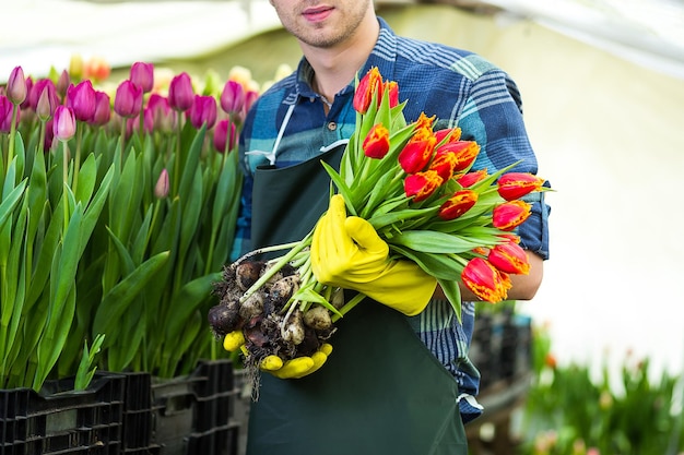 Uomo giardiniere fiorista che tiene un mazzo di fiori in piedi in una serra dove i tulipani coltivanoGiardiniere sorridente che tiene tulipani con bulbiLa primavera un sacco di tulipani concetto di fiori