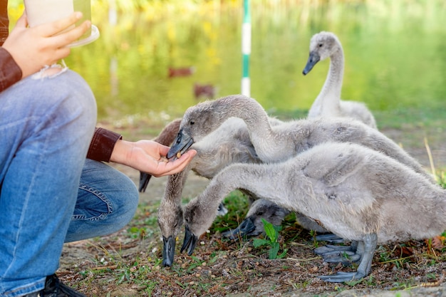 Uomo in cappotto che alimenta cigni e cygnets sulla riva del lago il giorno d'estate