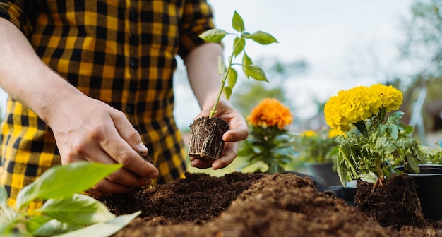 Uomo in giardino piantare piante verdi Concetto di giardinaggio