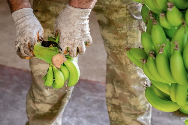 Uomo in guanti da lavoro tipi di banane, preparazione di banane per il commercio all'ingrosso