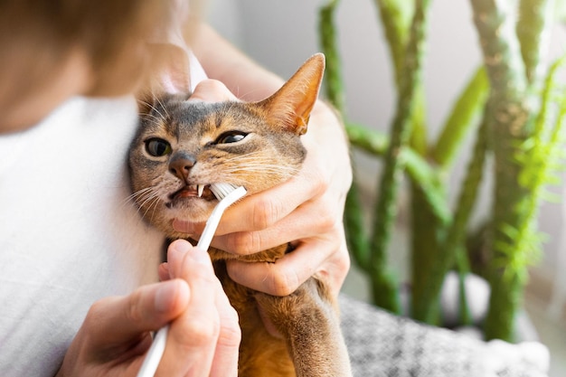 Uomo in maglietta bianca che spazzola i denti del simpatico gatto abissino blu a casa Stile di vita e concetto di cura quotidiana degli animali domestici Copia spazio