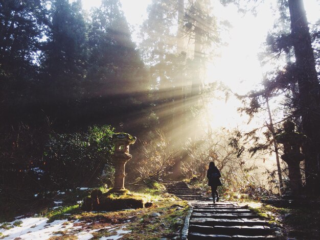 Uomo in piedi accanto agli alberi nella foresta contro il sole brillante