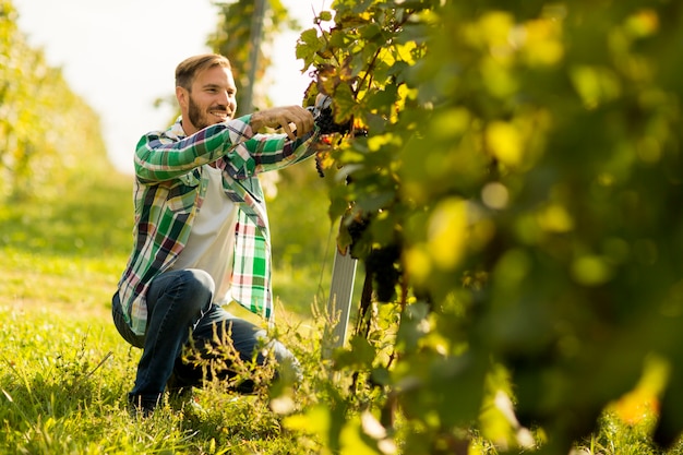 Uomo in una vigna