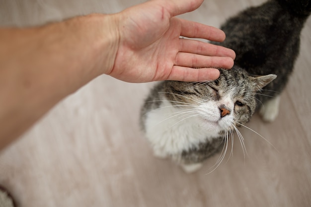 Uomo irriconoscibile che accarezza il vecchio gatto a casa