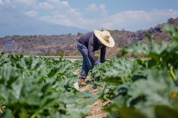 Uomo ispanico che raccoglie le zucchine dalla terra