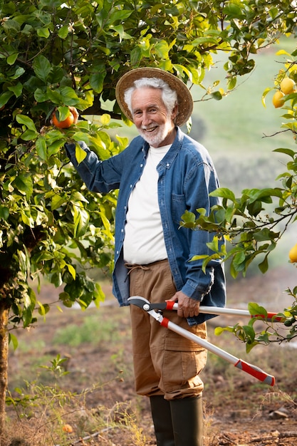 Uomo maggiore che raccoglie arance succose fresche