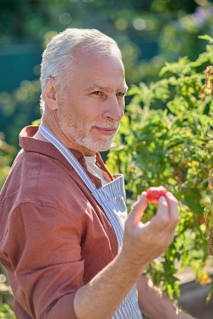 Uomo maturo che lavora nella serra e tiene i pomodori in mano