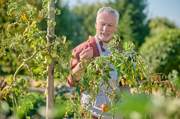 Uomo maturo che lavora nella serra e tiene i pomodori in mano