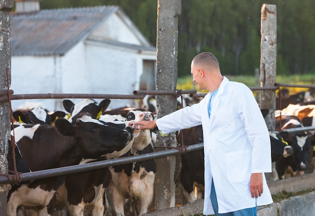 Uomo positivo sulle mucche dell'azienda agricola