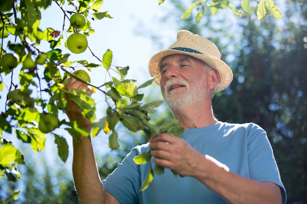 Uomo senior che controlla frutta nel giardino