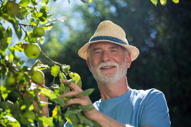 Uomo senior che controlla frutta nel giardino