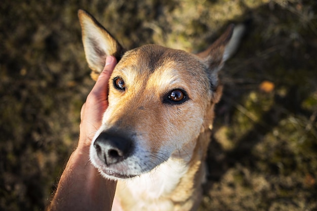 Uomo senza volto che accarezza cane pacifico alla natura