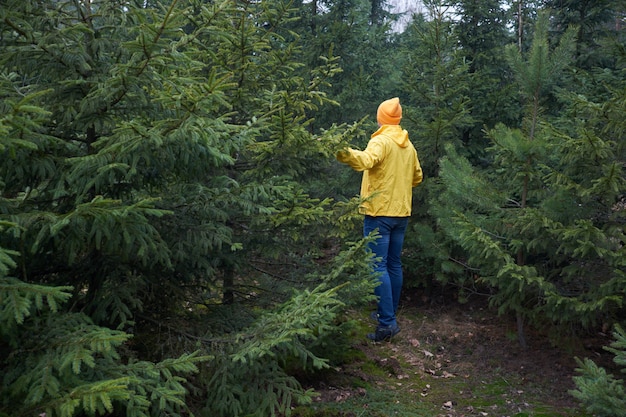 Uomo, vestito con un impermeabile giallo, che vaga su e giù per la giovane foresta di abeti rossi