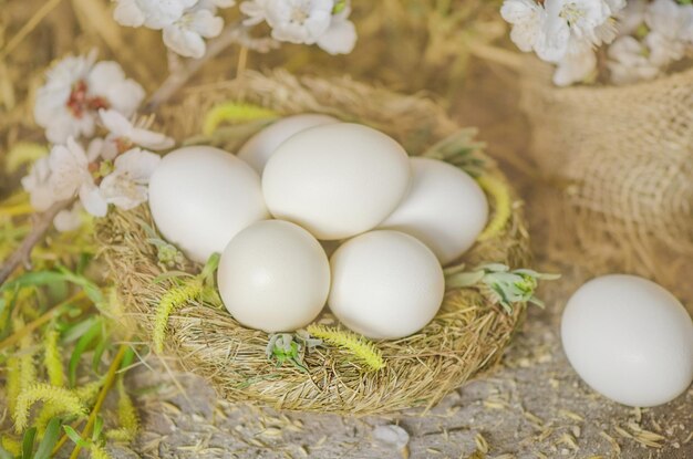 Uova appena deposte nel nido di fieno