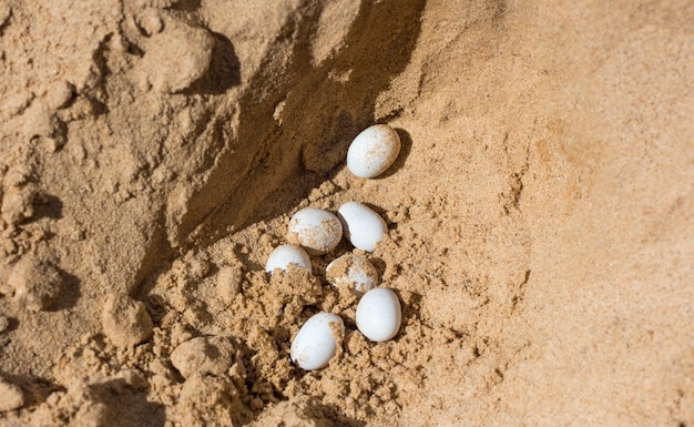 Uova bianche del rettile in sabbia calda gialla al sole.