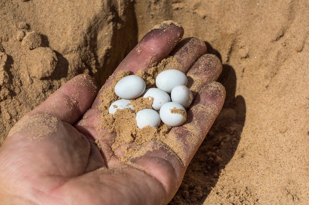 Uova bianche di una lucertola rettile nel palmo di un lavoratore.