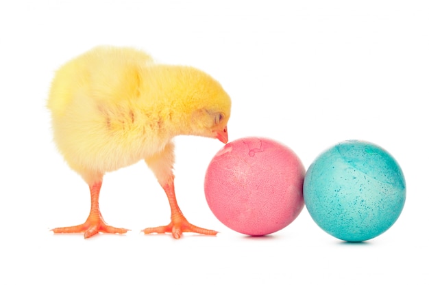 Uova colorate di Pasqua e piccolo pollo sveglio isolato