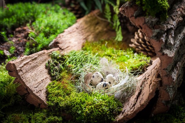 Uova colorate per Pasqua nella foresta all'alba