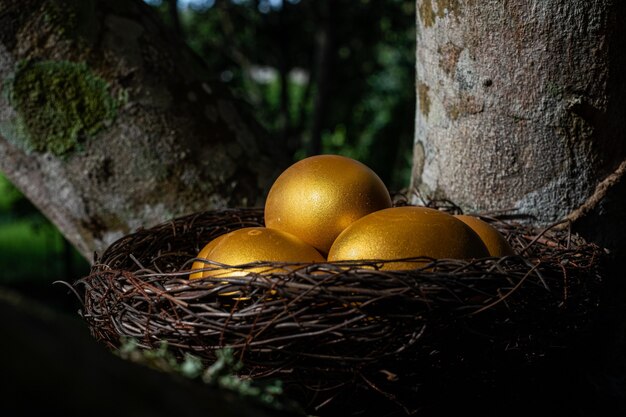 Uova d'oro in un nido sull'albero