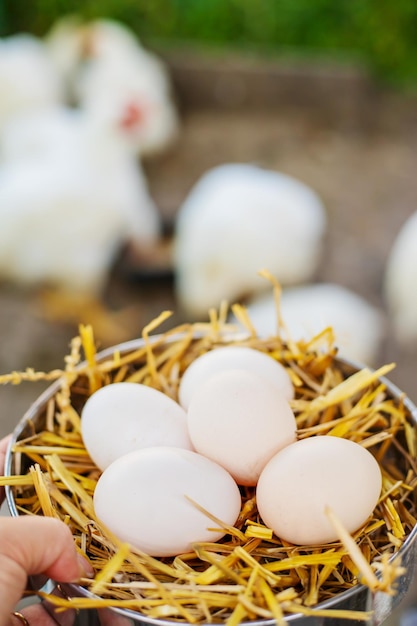 Uova di gallina fresche nel fieno in una fattoria Messa a fuoco selettiva naturale