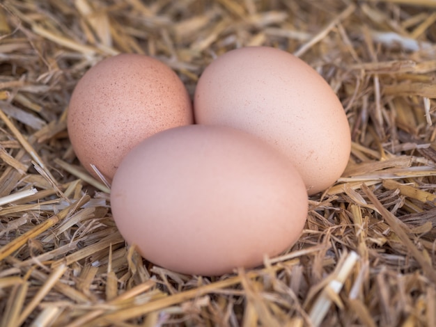 Uova di gallina in paglia, primo piano