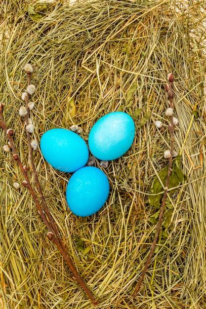 Uova di Pasqua blu in un nido