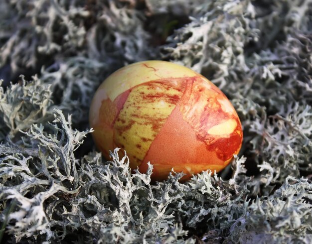 Uova di Pasqua colorate sul muschio nella foresta