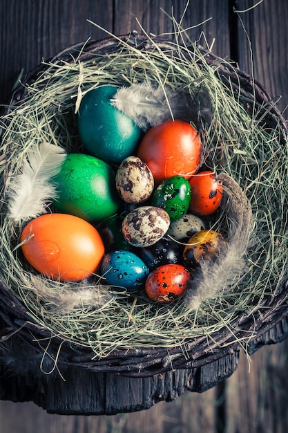 Uova di Pasqua di quaglia e gallina nel casolare rustico