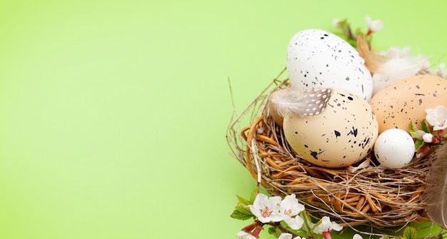 Uova di Pasqua e fiori di ciliegio