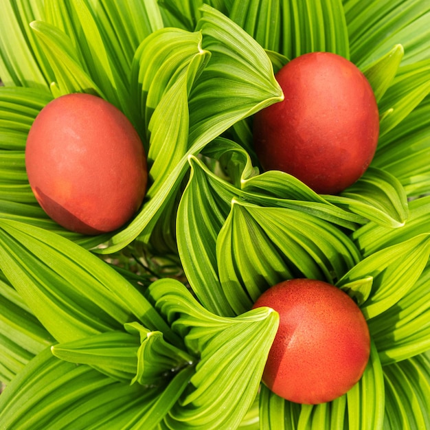 Uova di Pasqua rosse dipinte a mano fatte in casa tra foglie verdi fresche in un soleggiato giardino primaverile