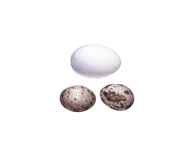 Uova di pollo e quaglia dell'acquerello isolate su priorità bassa bianca