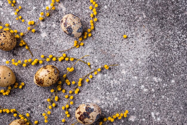 Uova di quaglia e fiori di mimosa