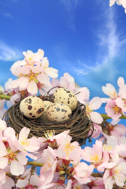 Uova di quaglia nel nido sul mandorlo