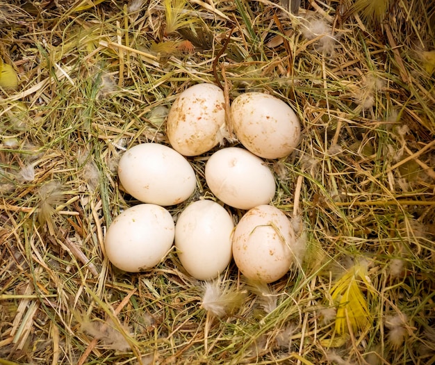 Uova di uccellino nel nido