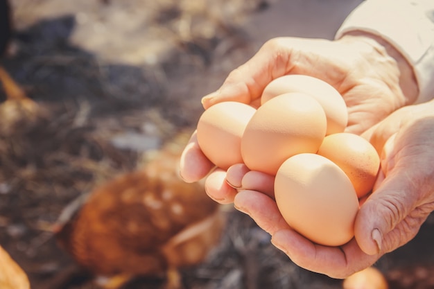 Uova domestiche di pollo nelle mani. Messa a fuoco selettiva