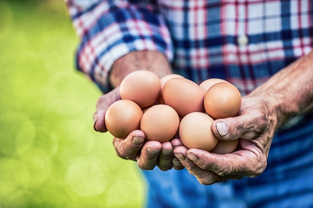 Uova in mano. Primo piano di abile vecchio agricoltore che tiene le uova di gallina.