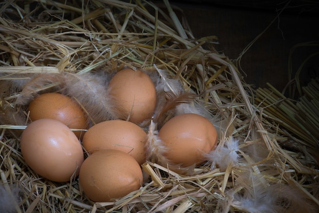 Uova in ovaia a forma di pollo per deporre le uova. nella fattoria del riso e nella piuma di pollo