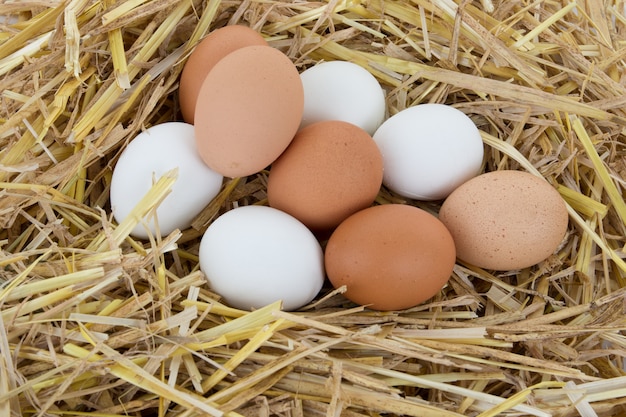 Uova nel nido, uova bianche e marroni