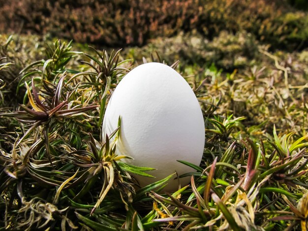 Uovo bianco tra le piante in giardino all'inizio della primavera