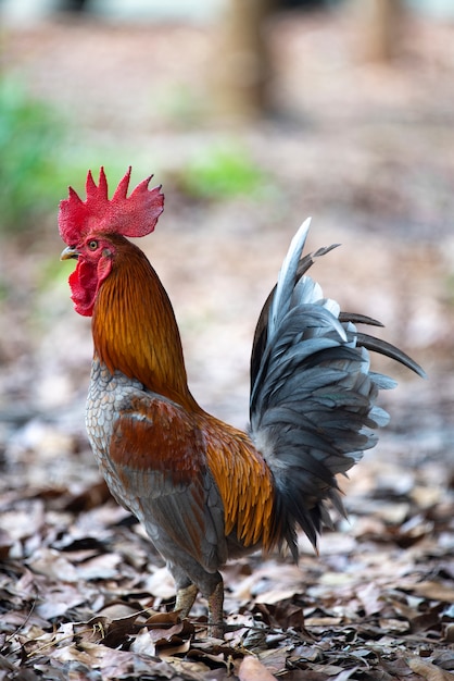 Uovo di gallina bianca, sdraiato vivo