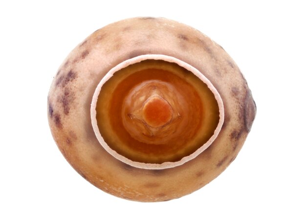Uovo di insetto stecco - Paramenexenus laetus 3.6 mm