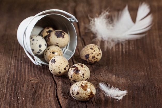 uovo di quaglia con piuma bianca