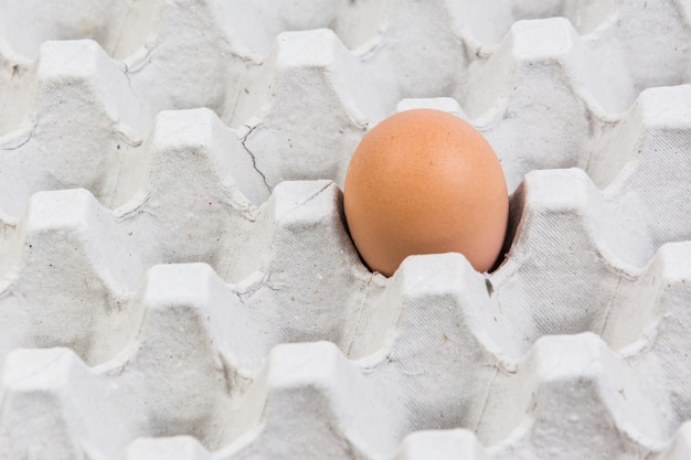 Uovo in una cassa dell&#39;uovo su fondo bianco