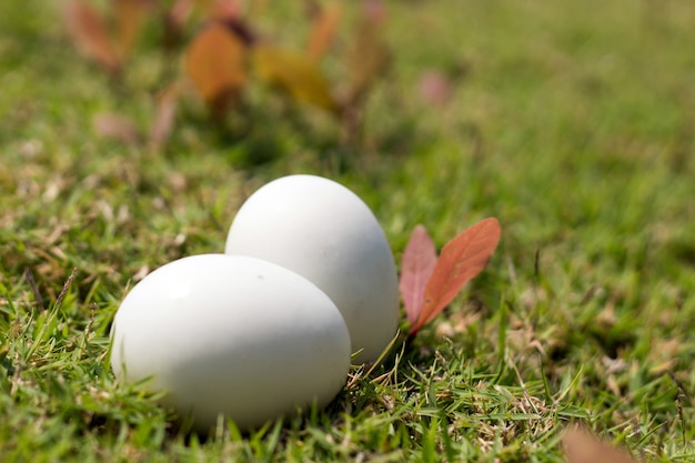 uovo su erba del concetto di Pasqua