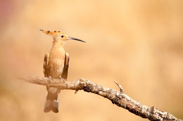 Upupa epops l'upupa è una specie di uccello bucerotiforme della famiglia upupidae