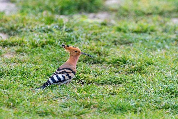 Upupa eurasiatica in piedi nel prato