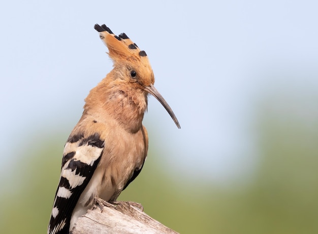 Upupa eurasiatica Upupa epops L'uccello maschio canta chiamando